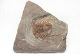 Selenopeltis Trilobite With Placoparia - Fezouata Formation #213254-8